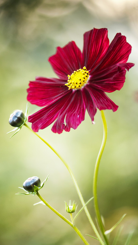 India-Daisy screenshot