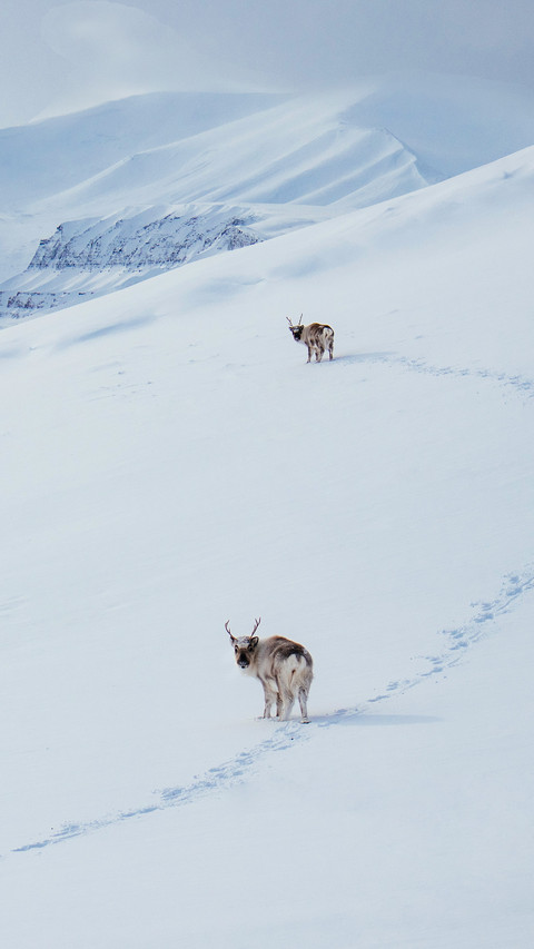Two deers Walking on The Snow Mountain screenshot