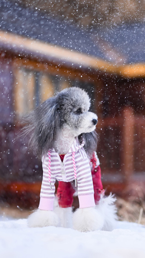 Is your dog afraid of the cold 72 screenshot