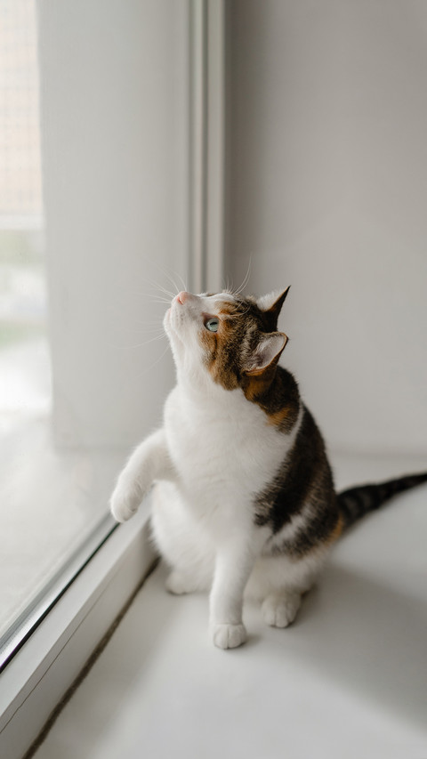 Tricolor cat is trying to catch something screenshot