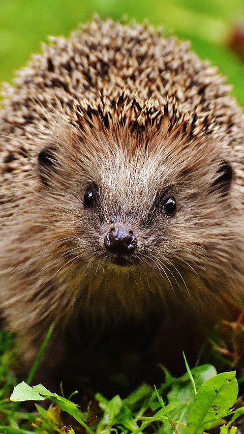 Hedgehog (5) screenshot