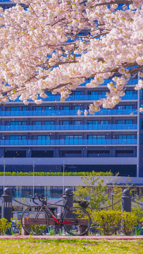 Cherry blossoms in splendor screenshot