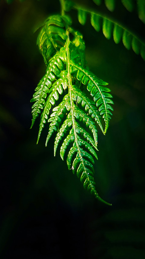 Macro green plants screenshot