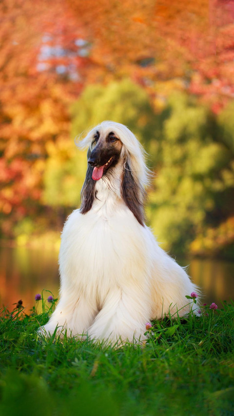 Dog58 screenshot