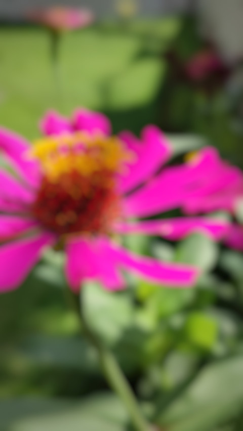 flower blur screenshot