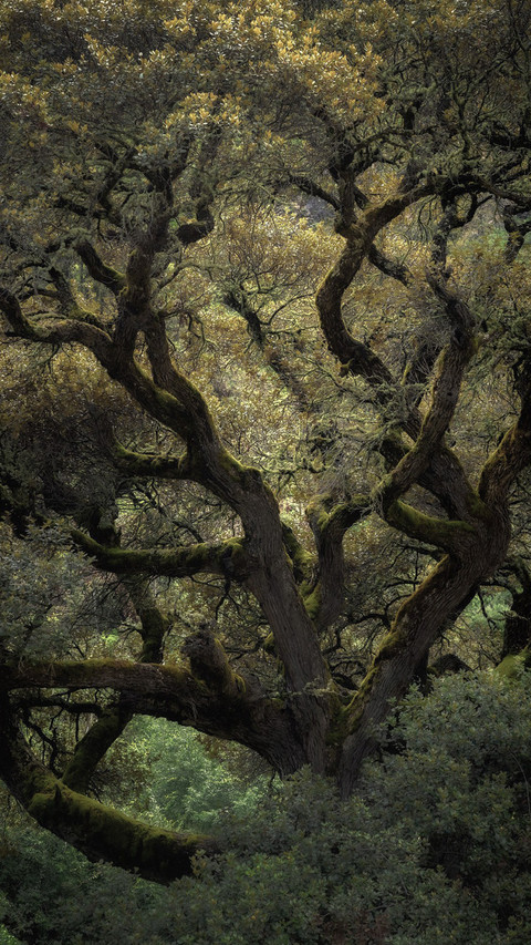 自然之景 screenshot
