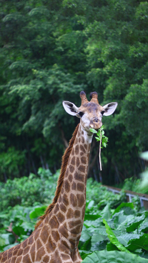 Giraffe tongue is amazing screenshot