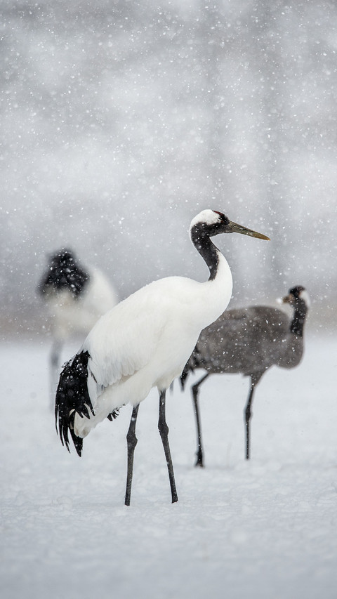 Cranes Standing in The Snow screenshot