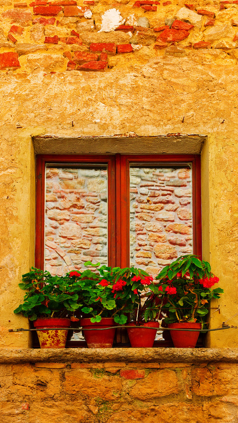 The flowers on the windowsill screenshot