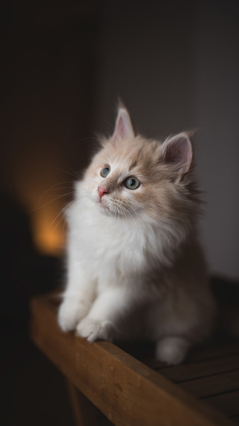 Cute pet-05 screenshot