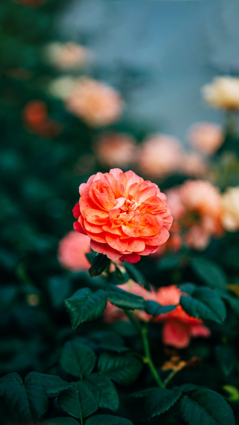 Pay attention to raising roses in may screenshot