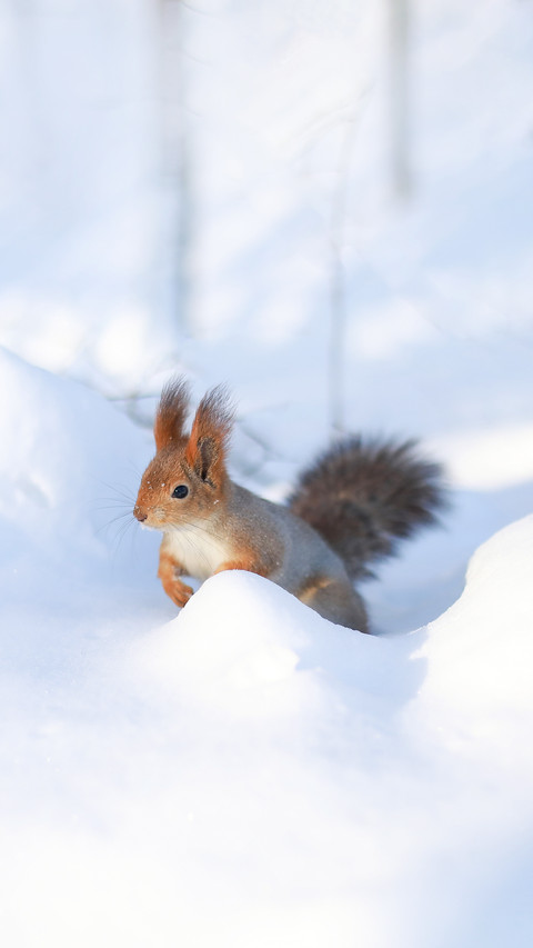 Charming Ordinary Red Squirrel Gnaws Nuts screenshot
