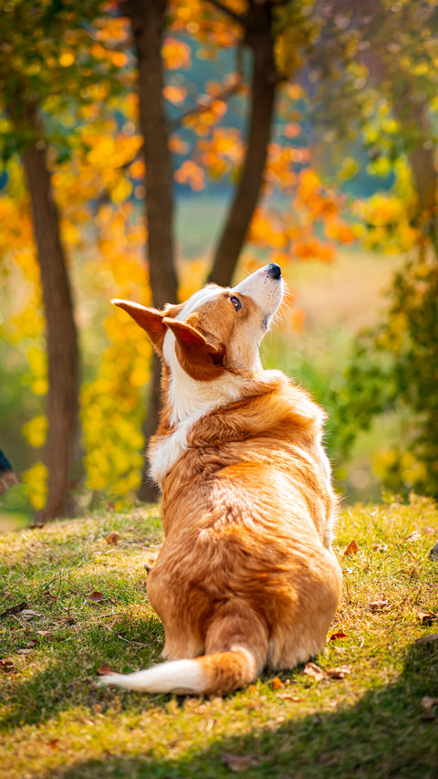 Why do corgis have tails of different lengths screenshot