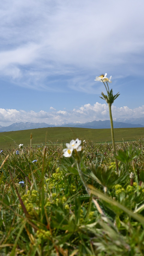 Yili kalajun grassland screenshot