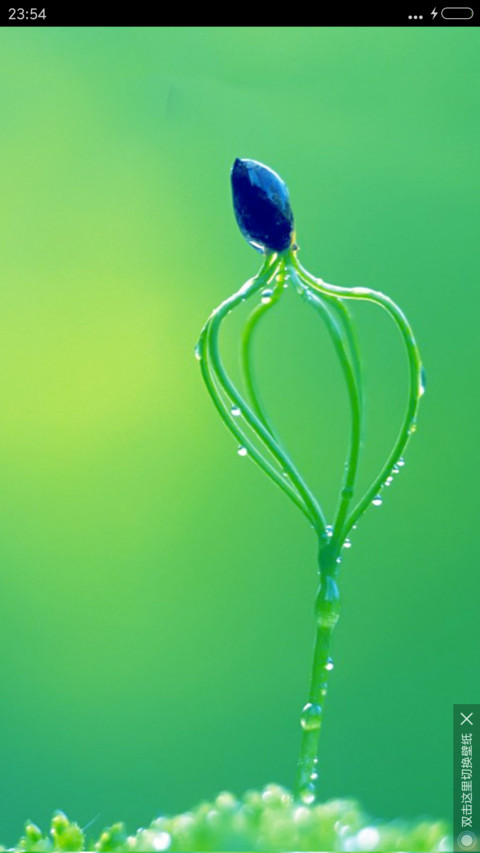 鸟鸣花物语 screenshot