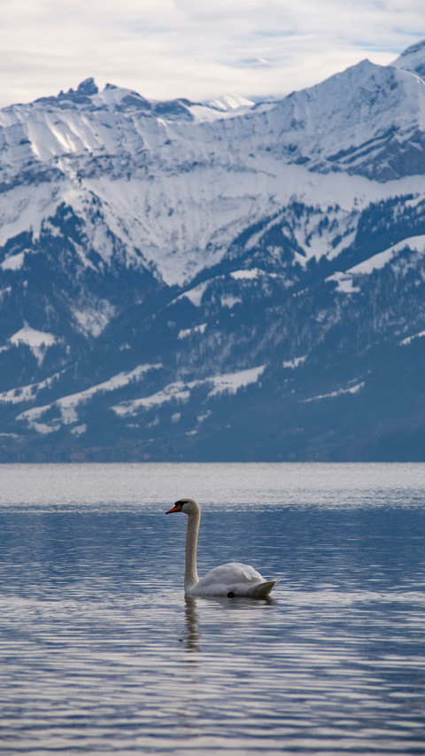 A White Swan Swimming on The Lake screenshot