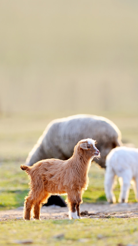 Little baby goat on field in spring screenshot