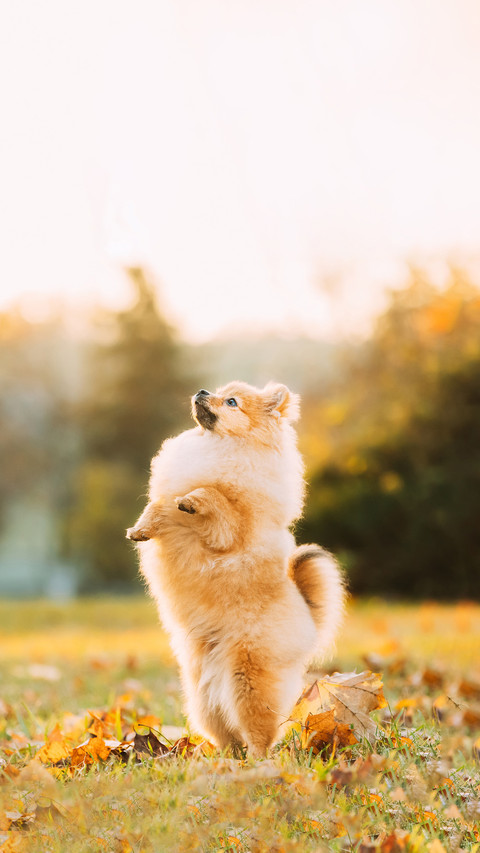 Young Red Puppy Pomeranian Spitz Puppy screenshot