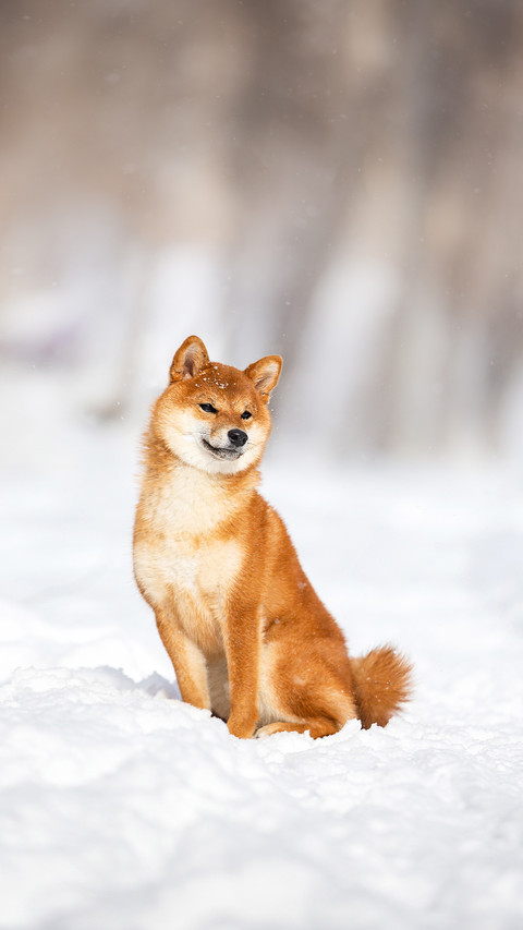 Adorable young Japanese shiba inu female dog in the snow screenshot