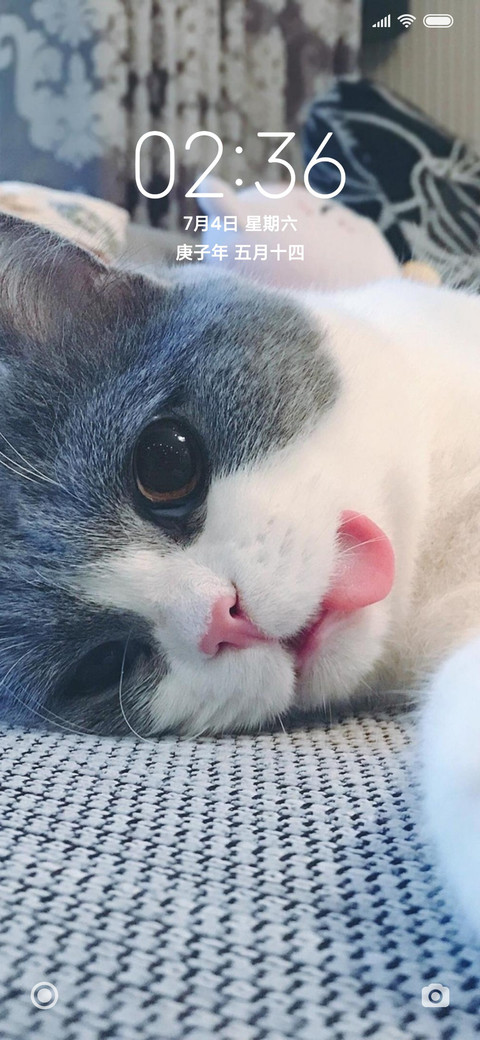 可爱猫咪 screenshot