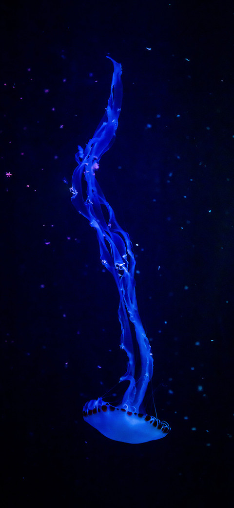 水中精灵-拍信图库 screenshot