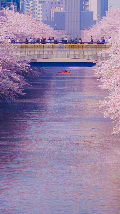 Cherry blossoms in splendor screenshot