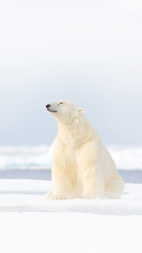 Polar bear on drift ice edge in Norway sea screenshot