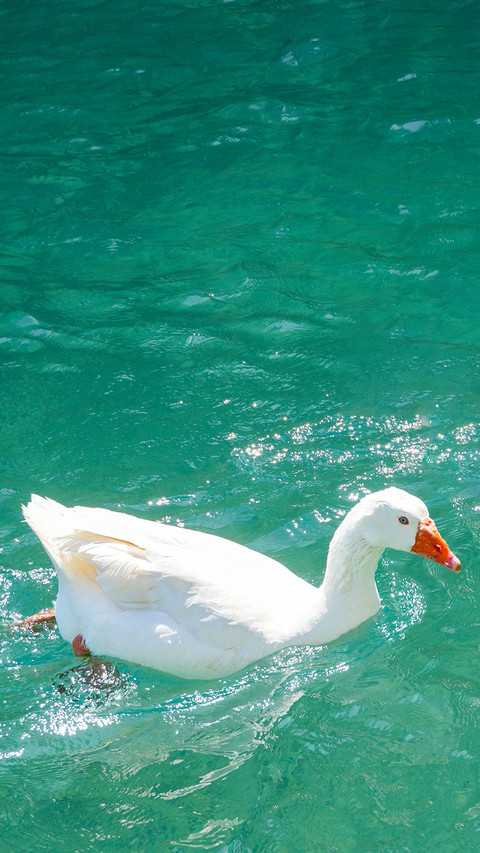 Geese swimming screenshot