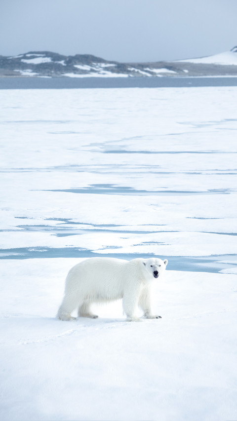 Polar Bear Photographed in the Svalbard screenshot