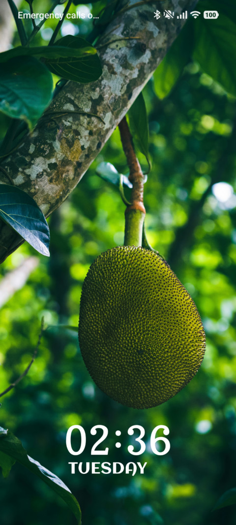Jungle Jackfruit screenshot