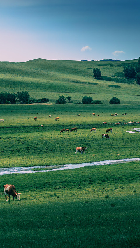 Cattle and sheep by the brook screenshot