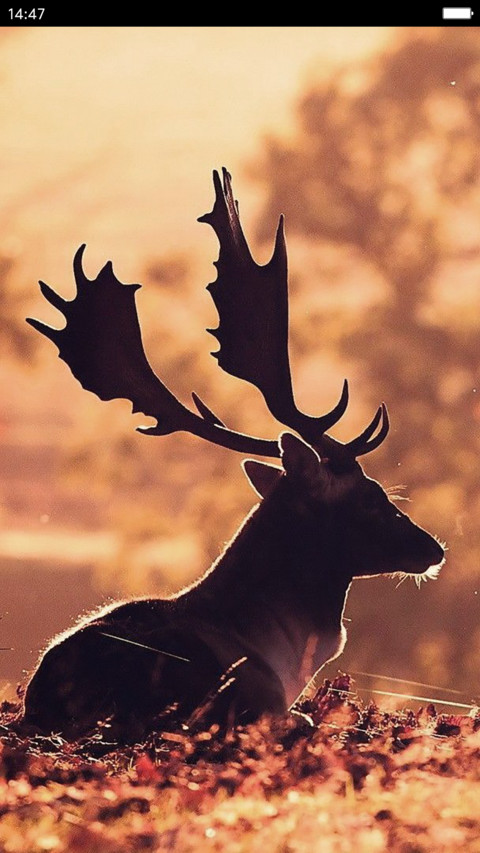 iOS Stag screenshot