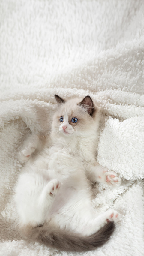Fluffy Kitten on White in a Plaid screenshot