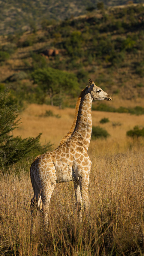 A Giraffe Standing on The Grass screenshot