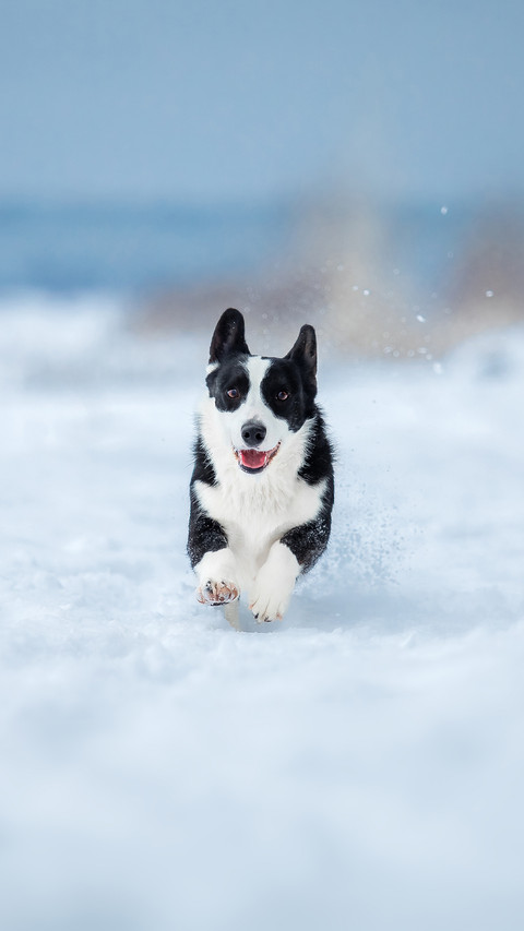 Cute Corgi dog running fast in the snow screenshot