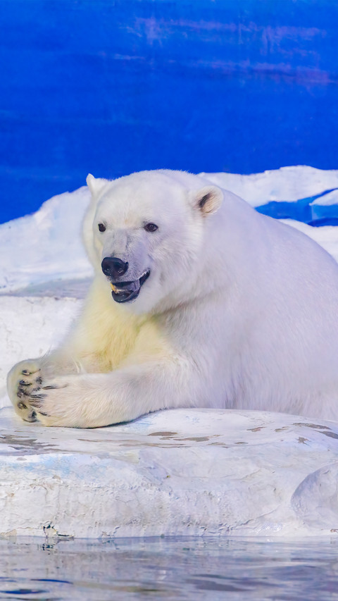 The polar bear in the park screenshot