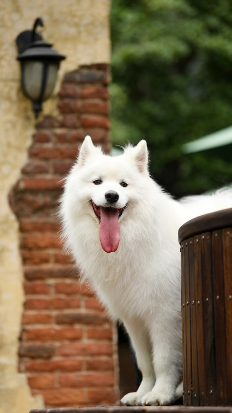 Five types of food cannot be given to dogs screenshot