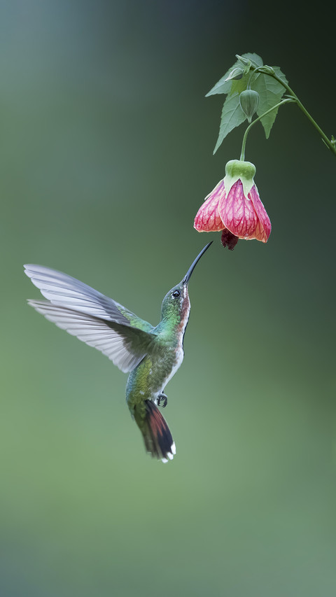 Hummingbird feeding 02 screenshot