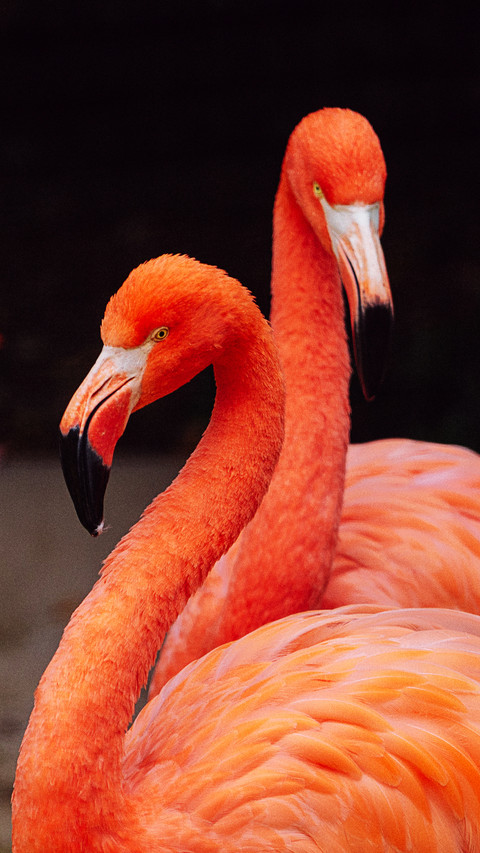 Flamingoes in zoo screenshot