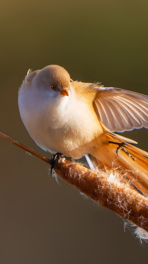 A chubby finch screenshot