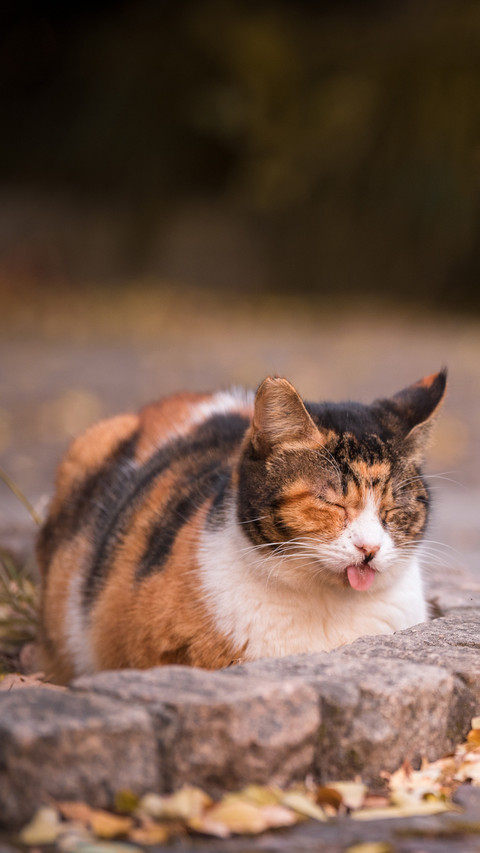 A little cat sticking out its tongue screenshot