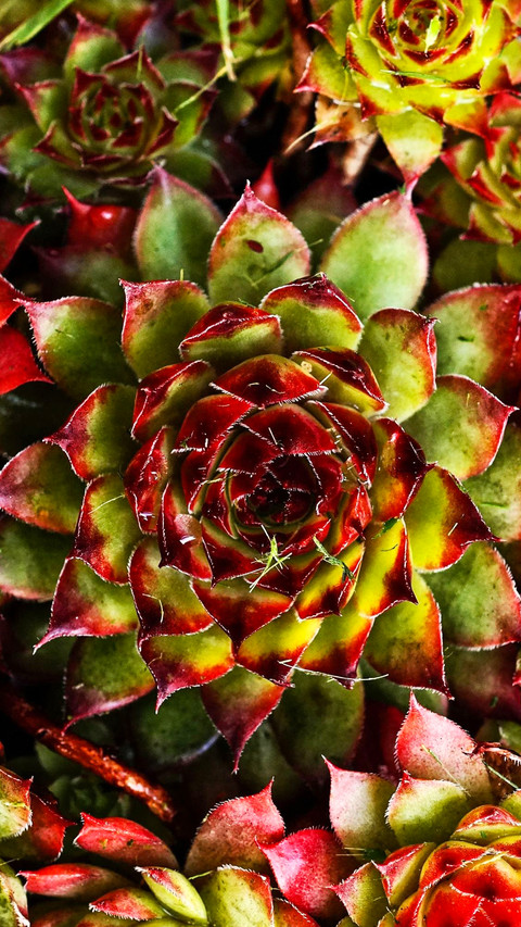 plant (2) screenshot