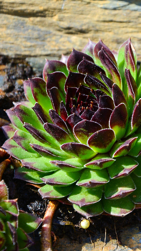 plant (10) screenshot
