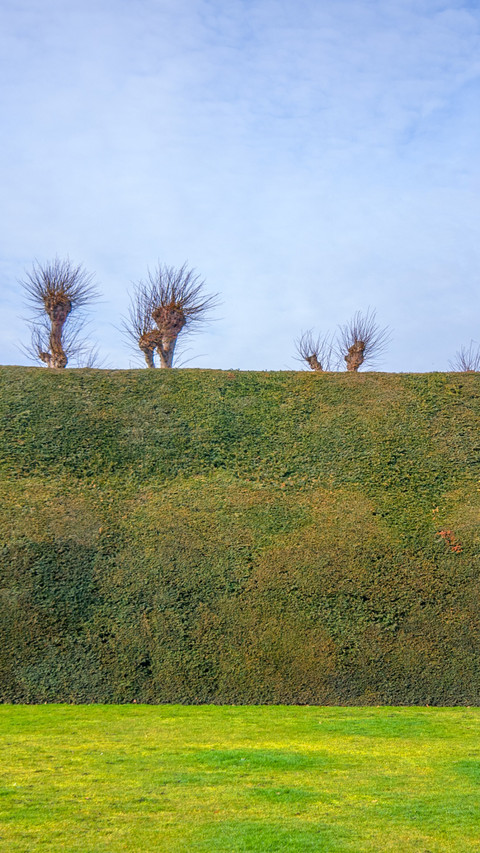 Lawn hedge treetop view screenshot