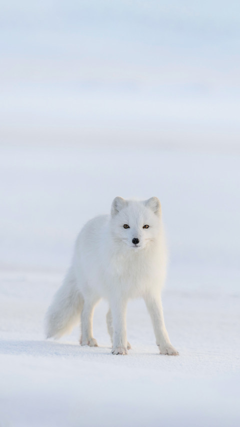 Wild Arctic Fox in Tundra in Winter Time screenshot