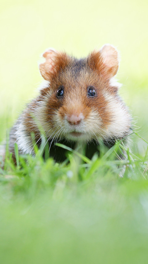 Hamsters on the grassland screenshot