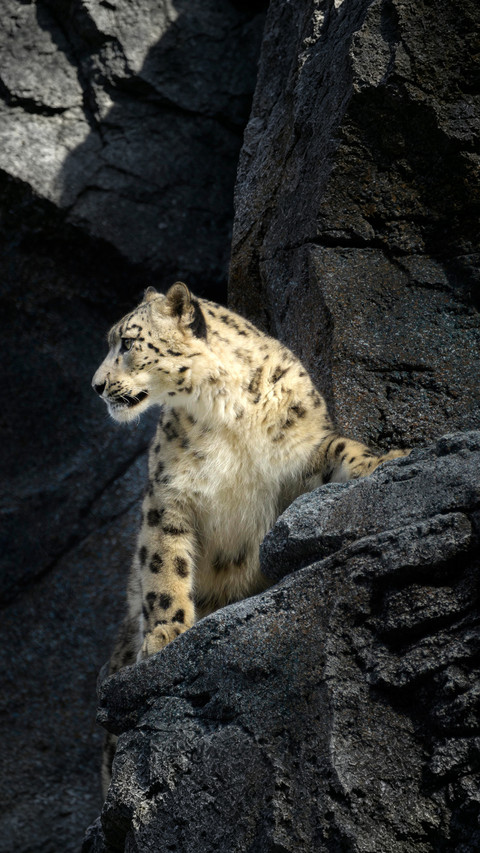 The top hunter among the plateau rock walls screenshot