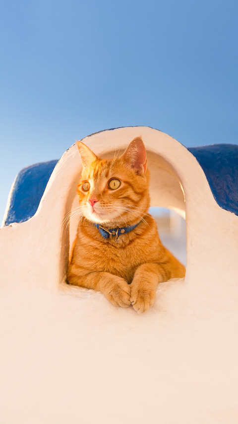 A cat relaxing on the wall during sunset in Santorini screenshot