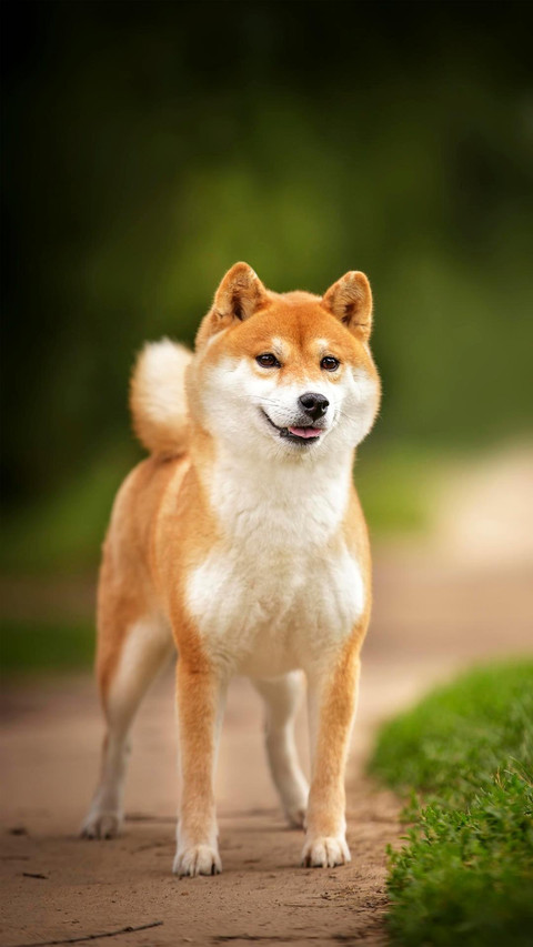 Dog65 screenshot
