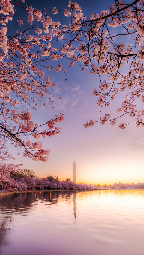 Cherry blossom season screenshot